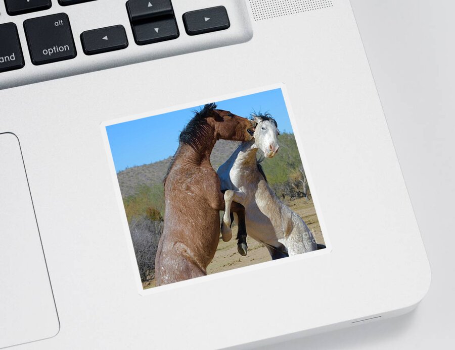 Salt River Wild Horses Sticker featuring the digital art Aggressive Biting by Tammy Keyes