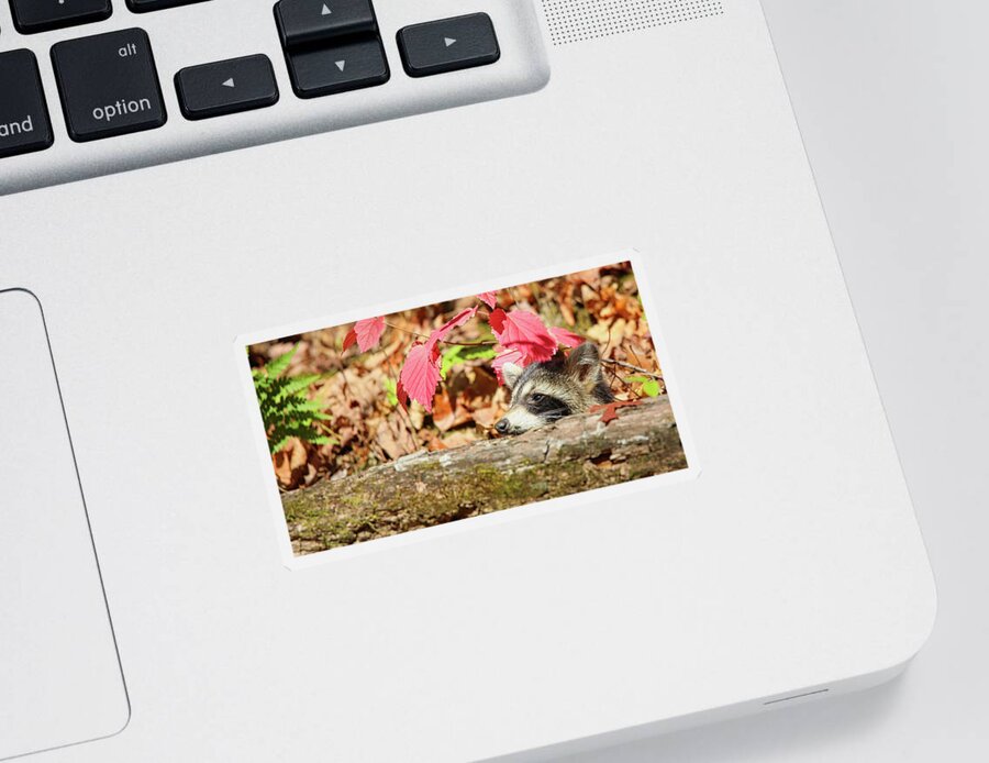 Raccoon Sticker featuring the photograph Ah...The Warmth Of A Fall Day by Scott Burd
