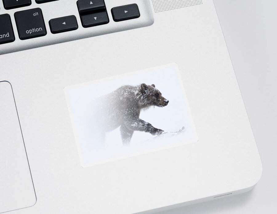 Snow Sticker featuring the photograph Alaska - grizzly bear in Denali national park by Olivier Parent