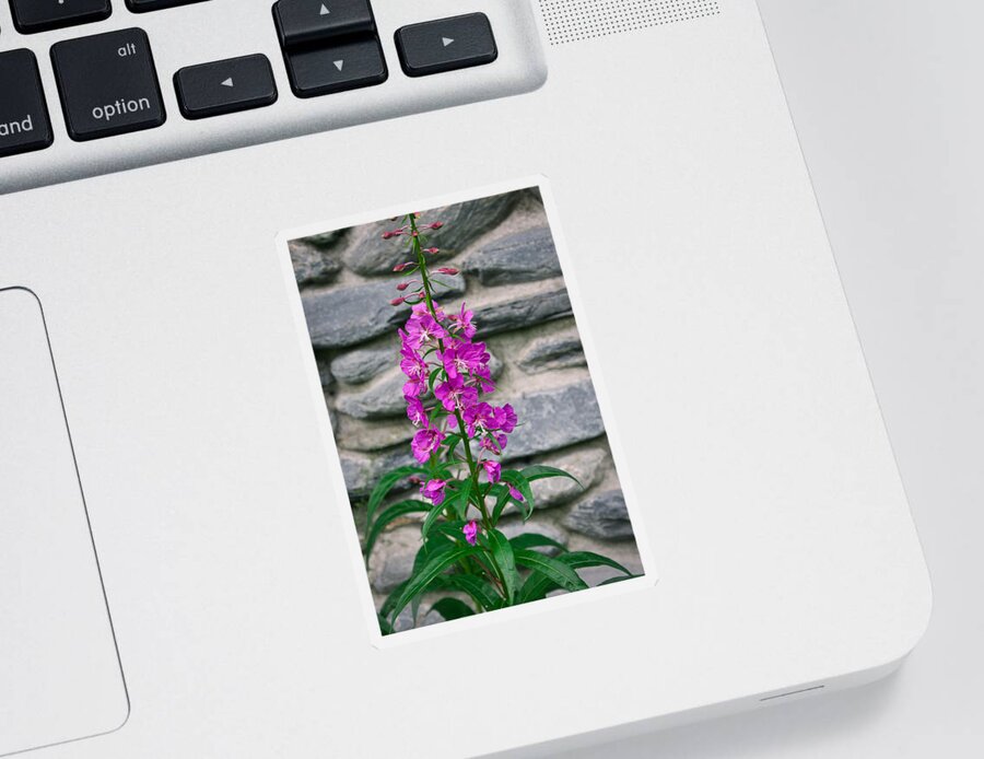 Fireweed Sticker featuring the photograph Alaskan Fireweed II by Steph Gabler