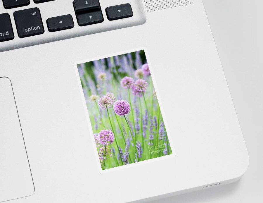 Allium Quattro Sticker featuring the photograph Allium Quattro and Lavender by Tim Gainey