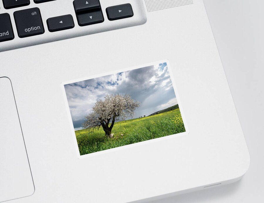 Almond Tree Sticker featuring the photograph Almond tree with blossoms against cloudy sky. by Michalakis Ppalis