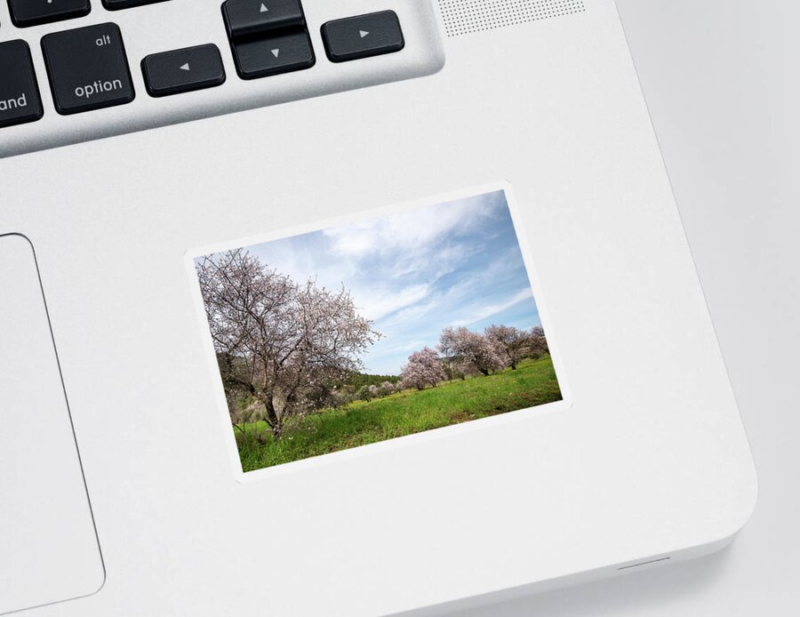 Spring Sticker featuring the photograph Almond trees bloom in spring against blue sky. by Michalakis Ppalis