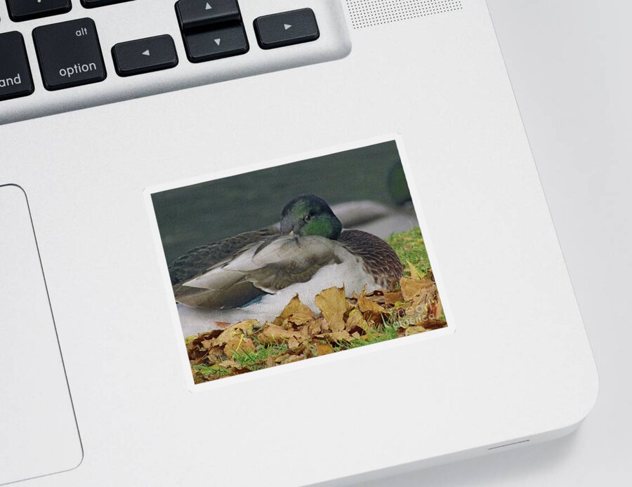 Mallard Duck Sticker featuring the photograph Alone by Kim Tran