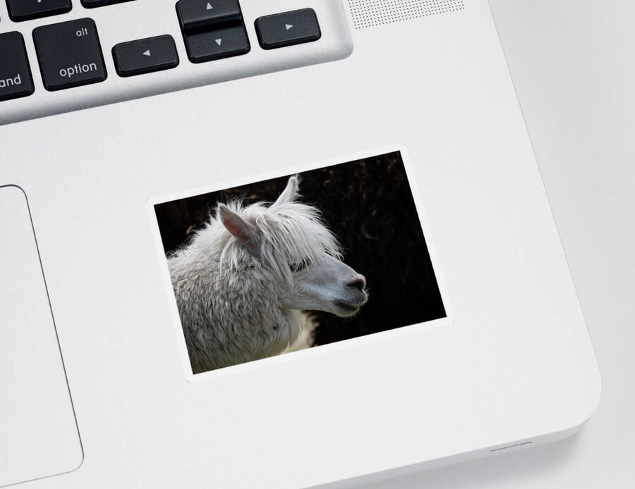 Alpaca Sticker featuring the photograph Alpaca Lama Pacos Portrait by Artur Bogacki