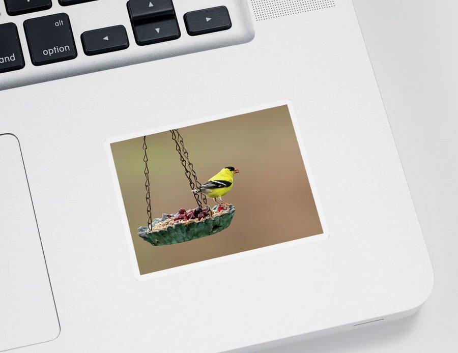 American Goldfinch Sticker featuring the photograph America Goldfinch by Holden The Moment