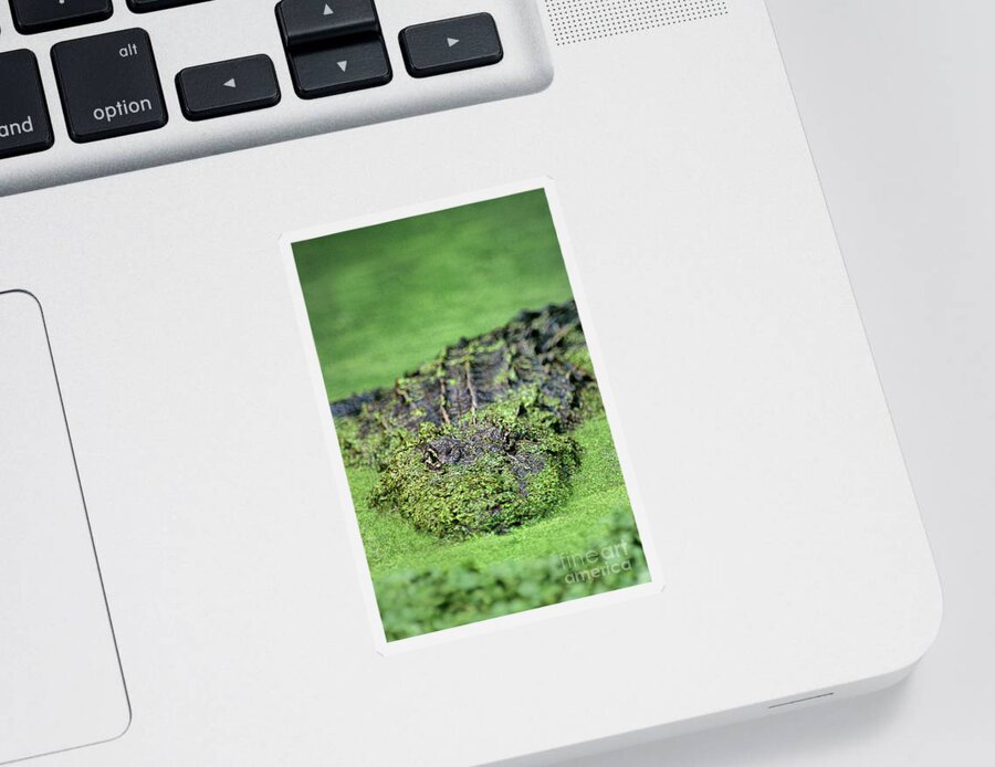 Dave Welling Sticker featuring the photograph American Alligator In Duckweed Louisiana by Dave Welling