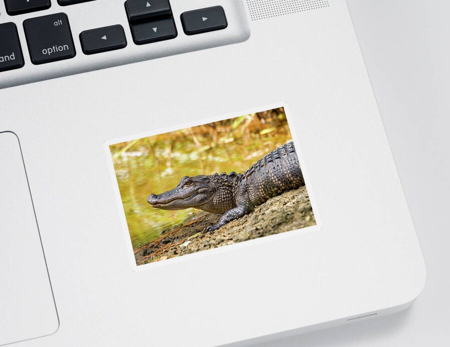 American Alligator Sticker featuring the photograph American Alligator in Eastern North Carolina by Bob Decker