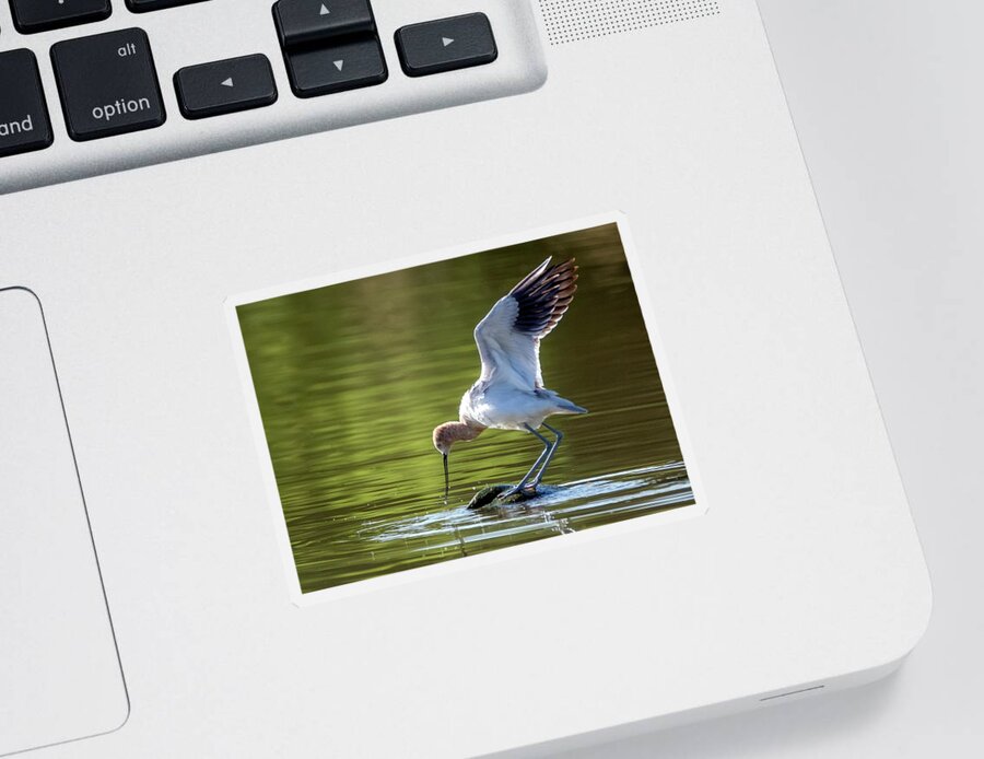 American Avocet Sticker featuring the photograph American Avocet 3879-041422-2 by Tam Ryan