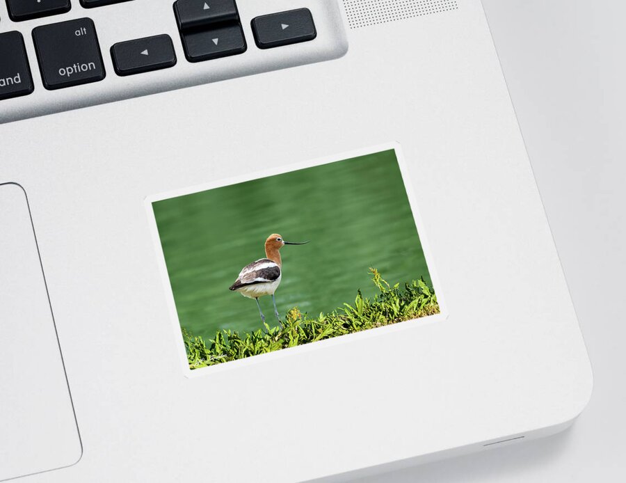 American Avocet Sticker featuring the photograph American Avocet by Jeff Goulden