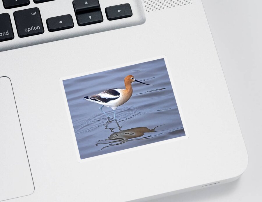  Sticker featuring the photograph American Avocets #1 by Carla Brennan