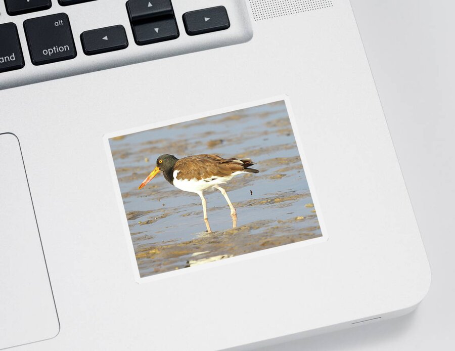 American Oystercatchers Sticker featuring the photograph American Oystercatcher 2 by Mingming Jiang