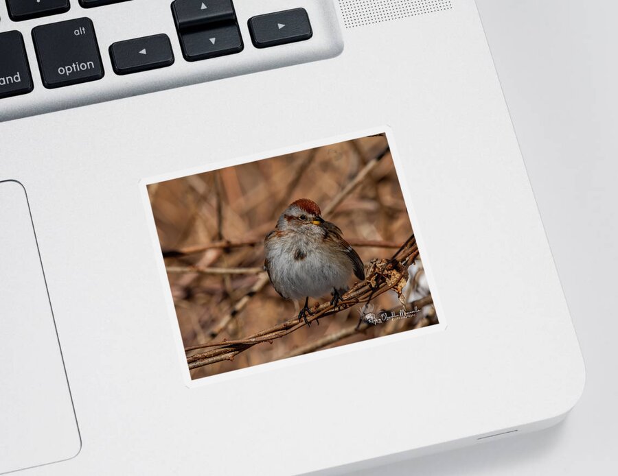 Tree Sparrow Sticker featuring the photograph American Tree Sparrow by Regina Muscarella