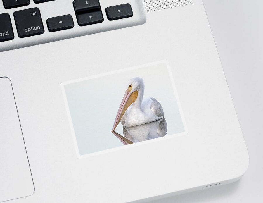 American White Pelican Sticker featuring the photograph American White Pelican 3829-112221-2 by Tam Ryan