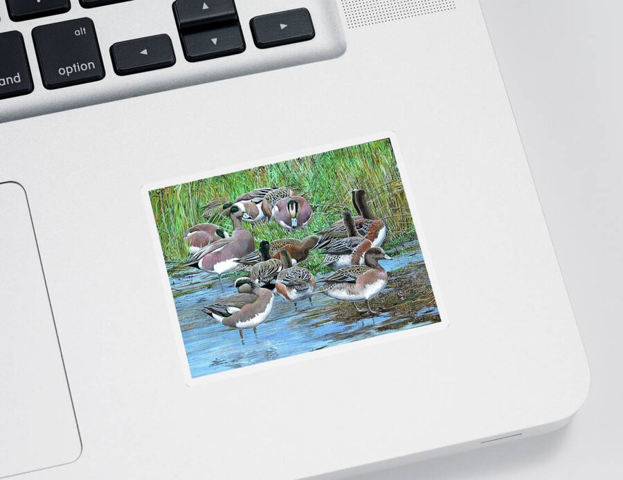 American Wigeon Sticker featuring the painting American Wigeon by Barry Kent MacKay