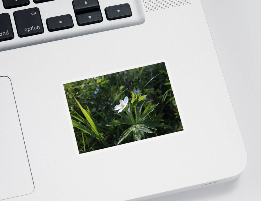 Wild Flower Sticker featuring the photograph Anemone by Ruth Kamenev