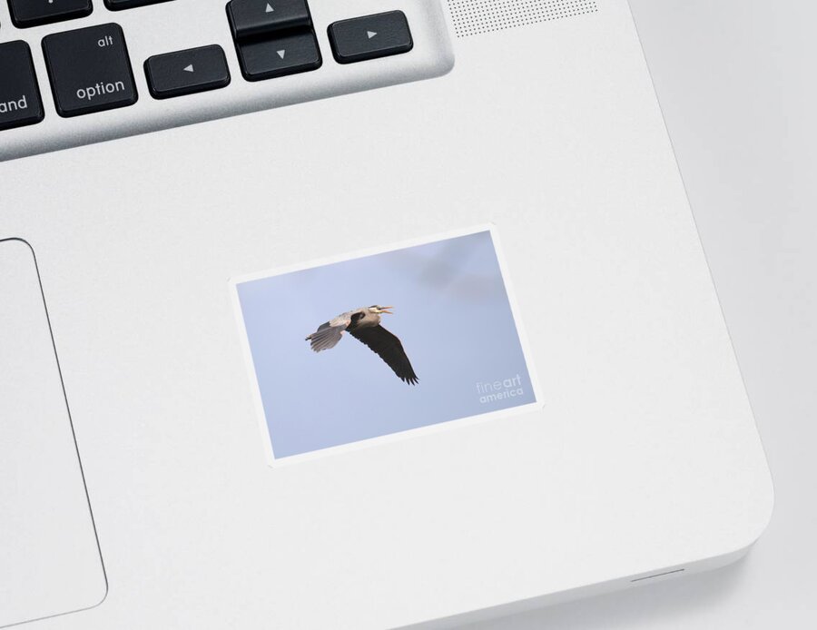 Great Blue Heron Sticker featuring the photograph Angry Heron by Tony Lee