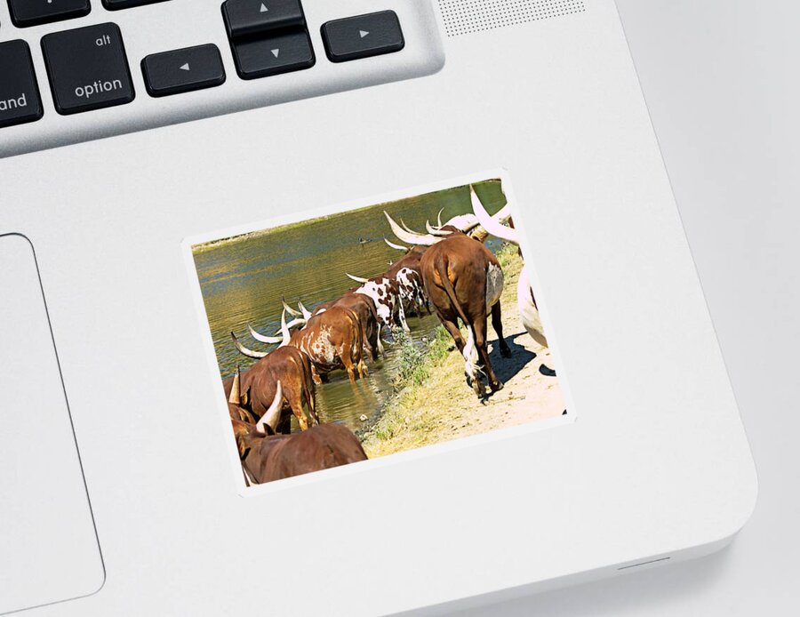 Animals Sticker featuring the photograph Ankole-Watusi Cattle by Richard Thomas
