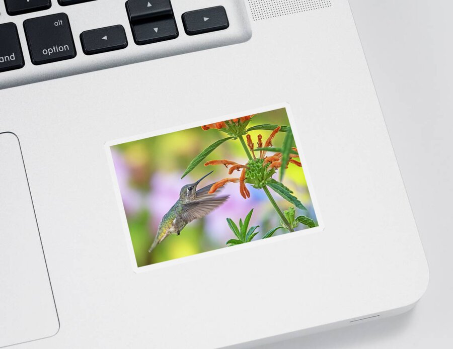 Anna's Hummingbird Sticker featuring the photograph Anna's Hummingbird #4 by Carla Brennan