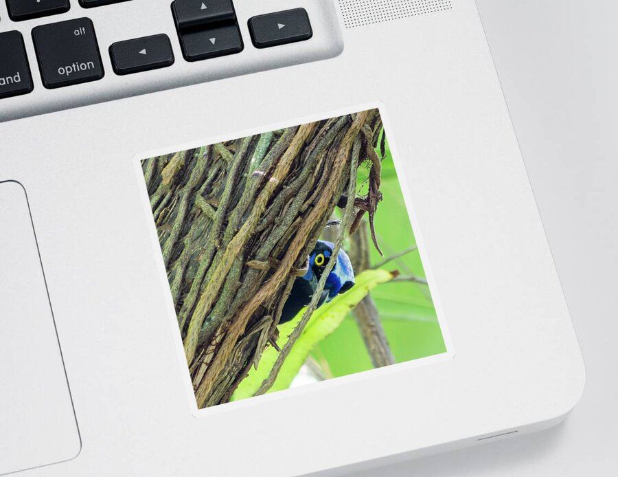 Green Jay Sticker featuring the photograph Another Peek by Shane Bechler