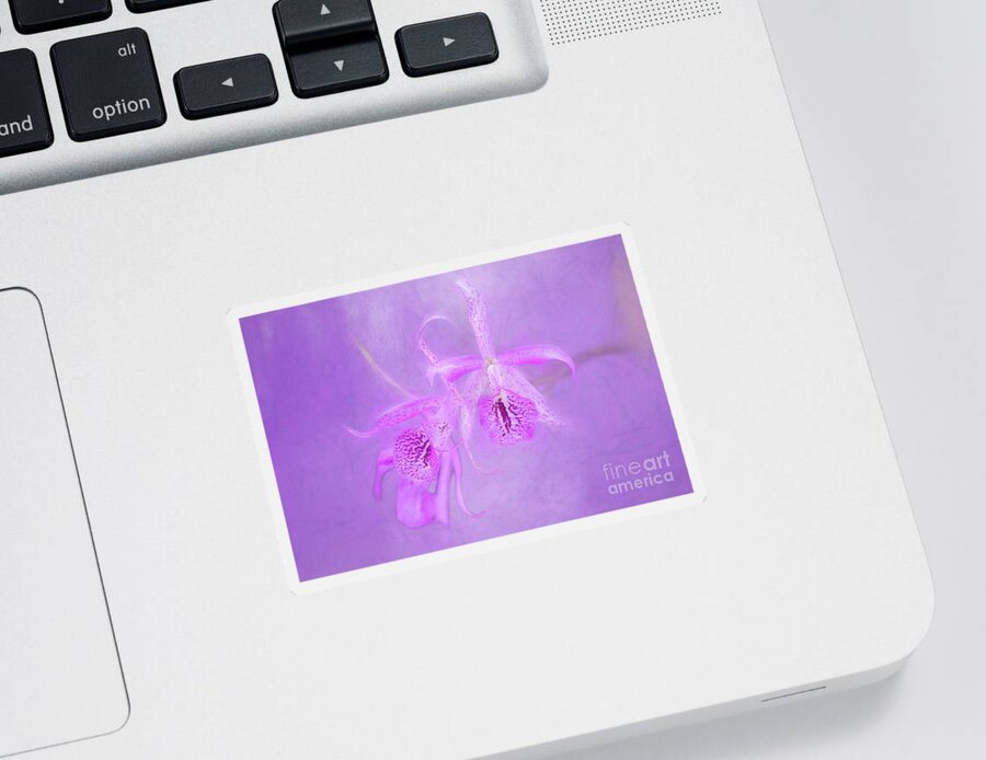 Art Sticker featuring the photograph Another Purple Orchid by Ed Taylor