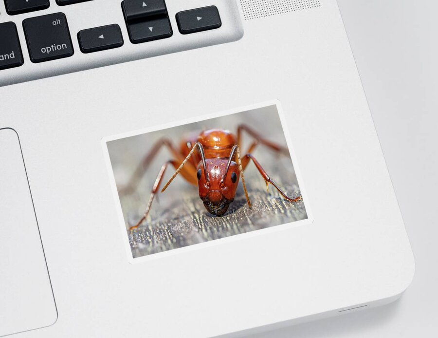Ant Sticker featuring the photograph Ant by Anna Rumiantseva