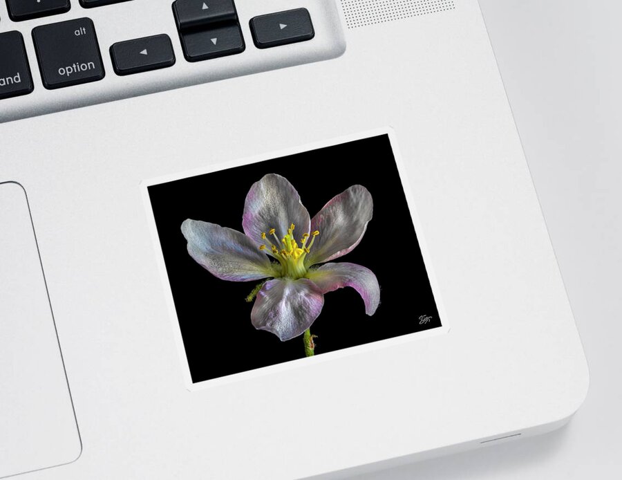 Apple Blossom Sticker featuring the photograph Apple Blossom 1 by Endre Balogh