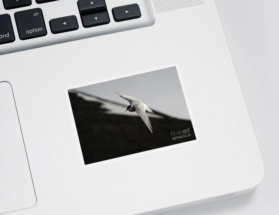 Arctic Tern Sticker featuring the photograph Arctic Tern in Flight in Svalbard #1 by Nancy Gleason