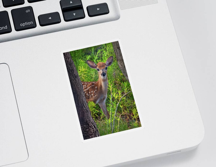 Wildlife Sticker featuring the photograph Are You Coming? by Louise Lindsay