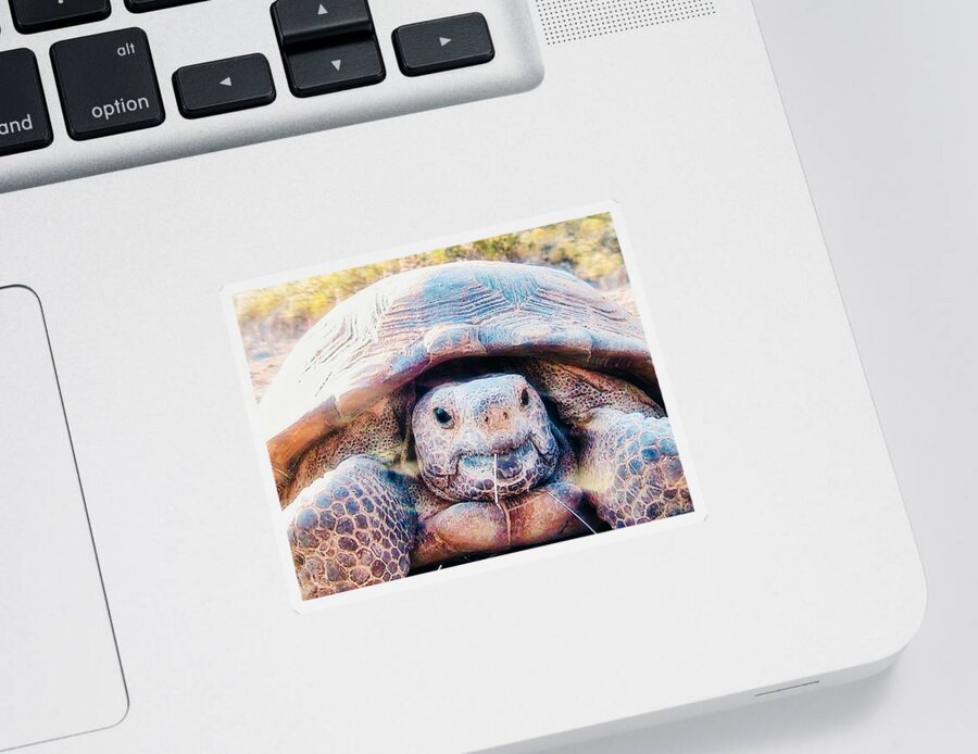 Funny Face Sticker featuring the photograph Aren't I Gorgeous? by Judy Kennedy