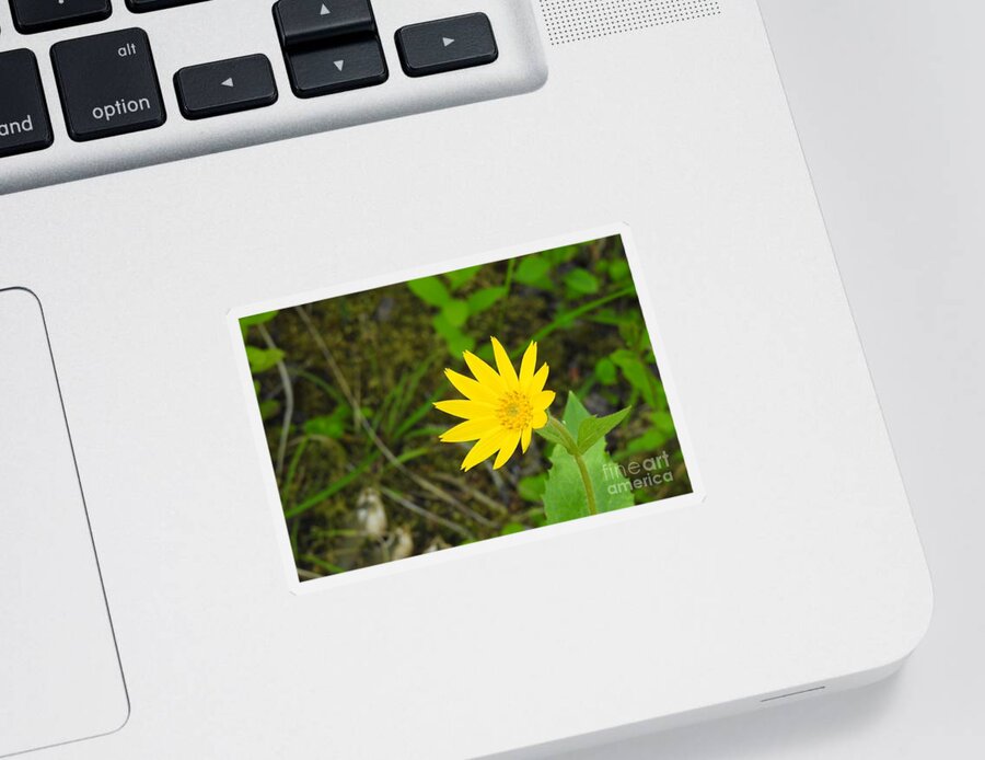 Arnica. Wildflower. Cariboo Bc Sticker featuring the photograph Arnica by Nicola Finch