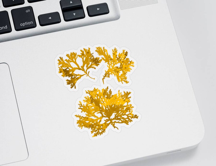 Seaweed Sticker featuring the mixed media Gold Seaweed Art Delesseria Alata by Christina Rollo
