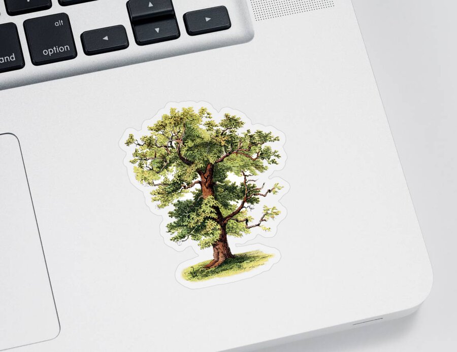 Oak Sticker featuring the digital art Green Strength by Madame Memento