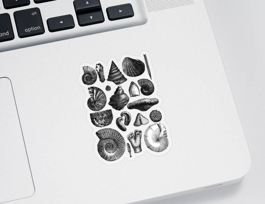 Sea Shell Sticker featuring the digital art Collection Of Seashells by Madame Memento