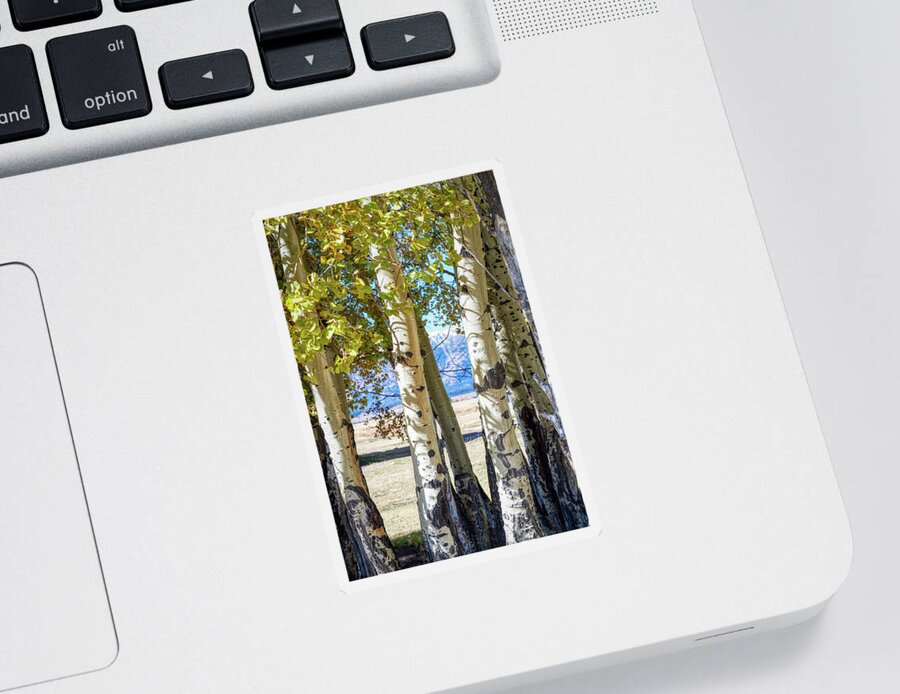 Forest Sticker featuring the photograph Aspen trees by Paul Freidlund