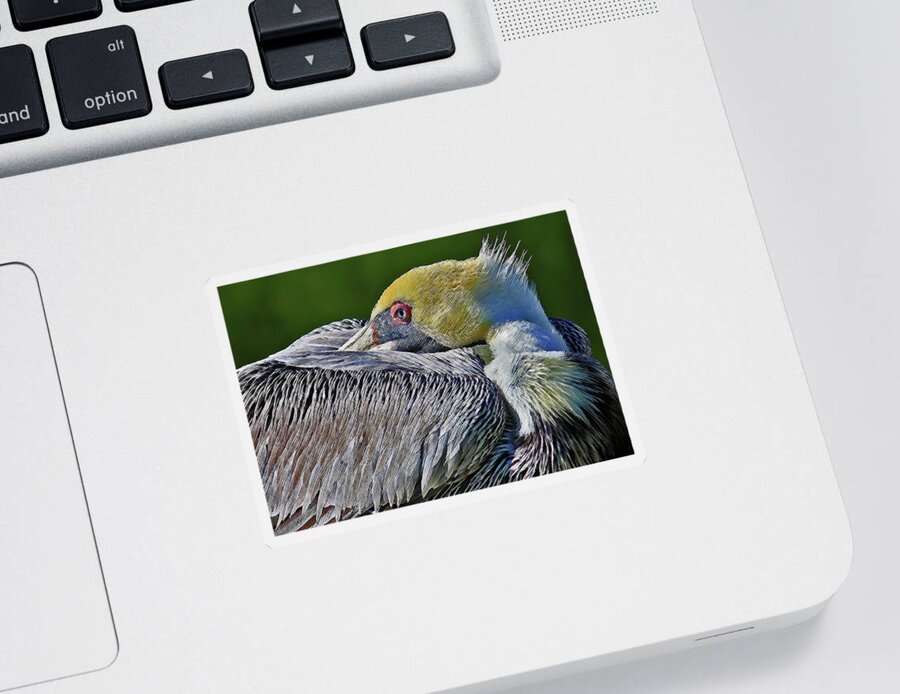 Pelican Sticker featuring the photograph At Rest 2 by HH Photography of Florida