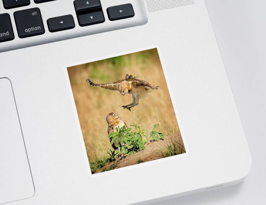 Burrowing Owls Sticker featuring the photograph Baby Burrowing Owl Attack by Judi Dressler