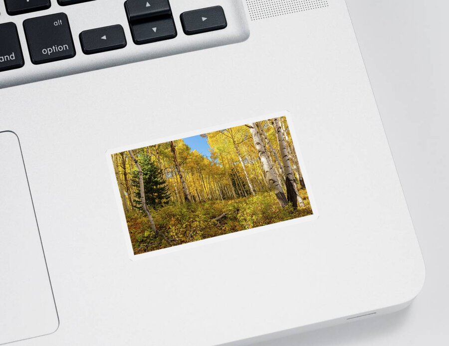 Aspens Sticker featuring the photograph Autumn Golden Aspen Splendor by Ron Long Ltd Photography