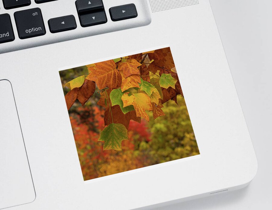 Autumn Sticker featuring the photograph Autumn's Leaves by Sylvia Goldkranz