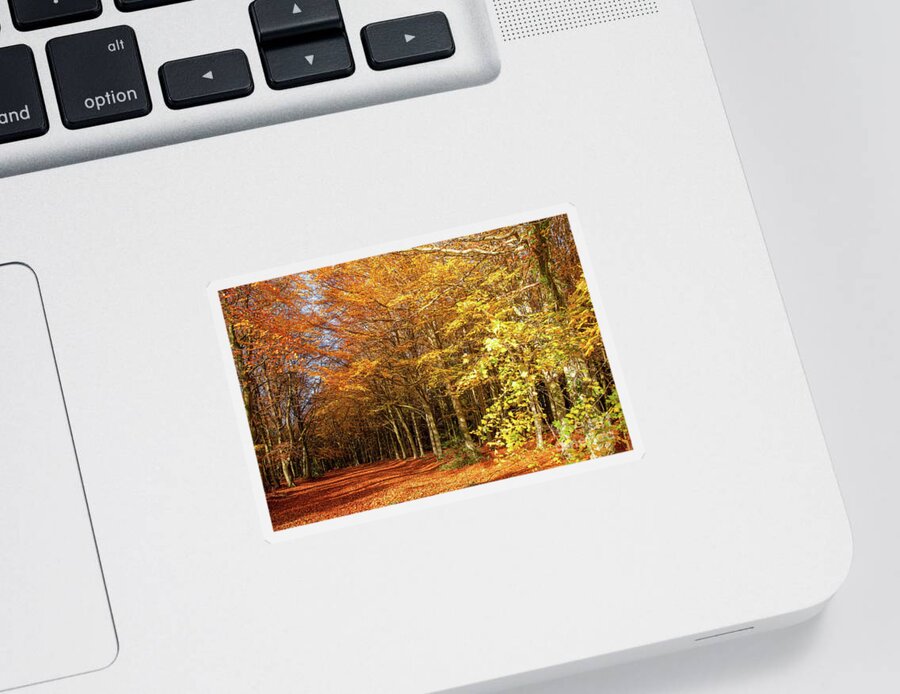 Norfolk Sticker featuring the photograph Avenue through autumn forest sunrise by Simon Bratt