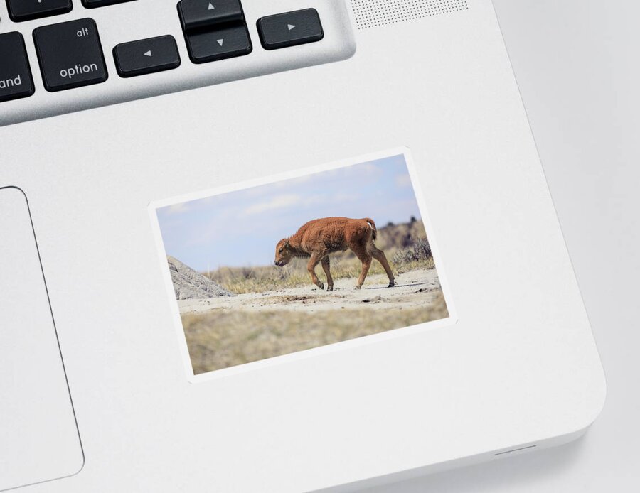 Newborn Bison Sticker featuring the photograph Baby Bison Journey by Dan Sproul