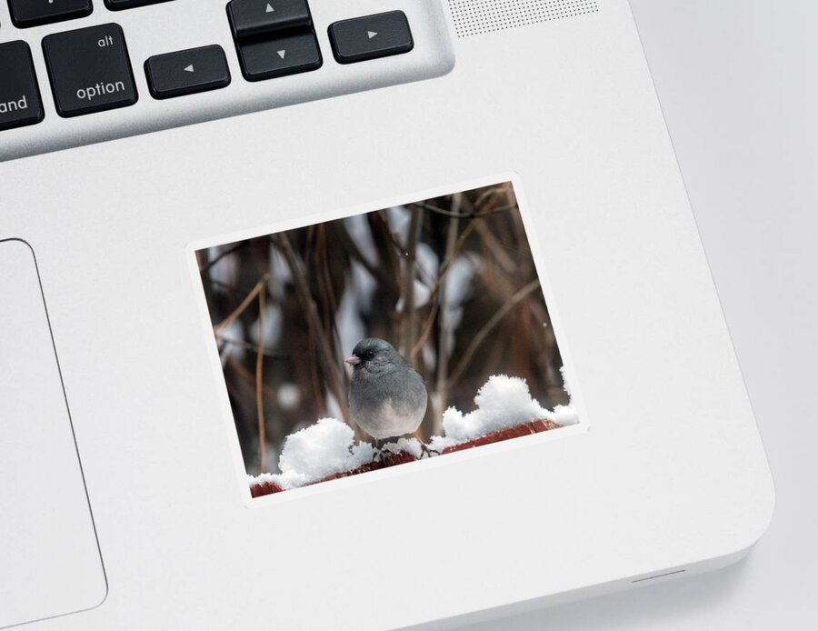 Junco Sticker featuring the photograph Baby, it's Cold Outside by Laura Putman