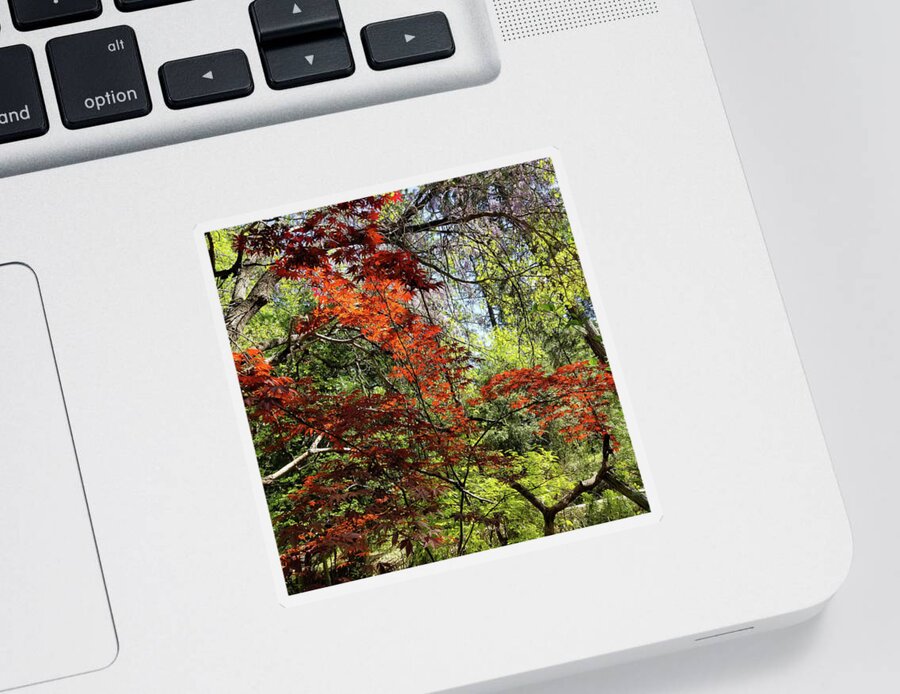 Red Maples Sticker featuring the photograph Backlit Red Maple and Purple WIsteria in a Springtime Garden by Kathleen Bishop