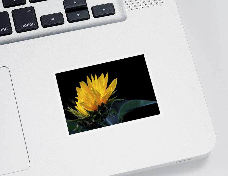 2021-09-07 Sticker featuring the photograph Backlit Sunflower by Phil And Karen Rispin