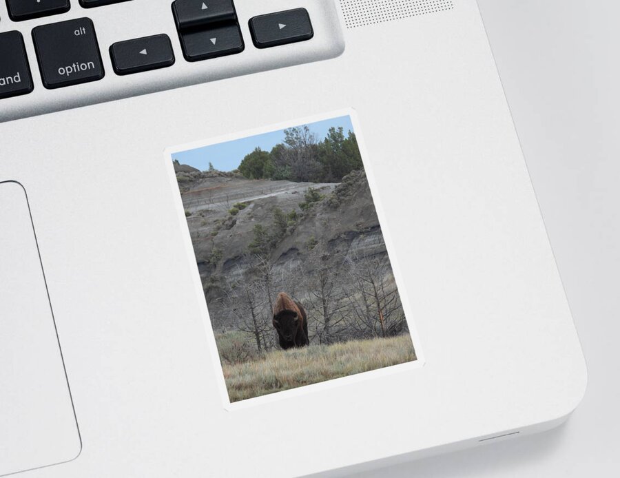 Bison Sticker featuring the photograph Badlands Bull by Amanda R Wright
