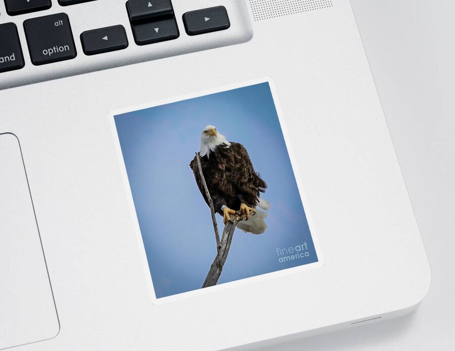 Bald Eagle Sticker featuring the photograph Bald Eagle 1 by Jim Gillen
