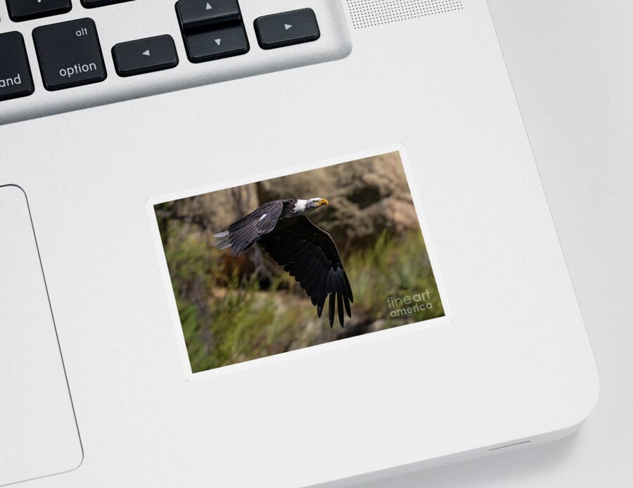 Bird Species Sticker featuring the photograph Bald Eagle Flaps Down by Steven Krull