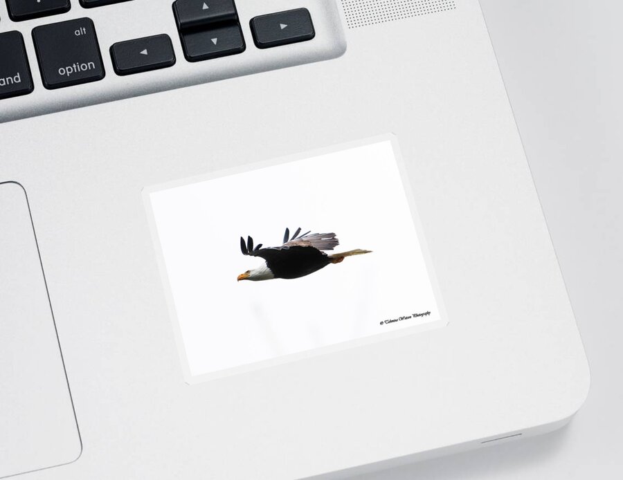 Bald Eagle Sticker featuring the photograph Bald Eagle in Flight by Tahmina Watson