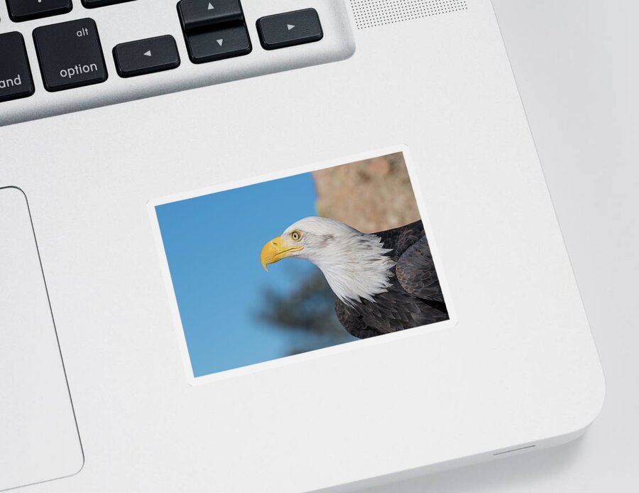 Bald Eagle Sticker featuring the photograph Bald Eagle Looking to the Left by Phillip Rubino