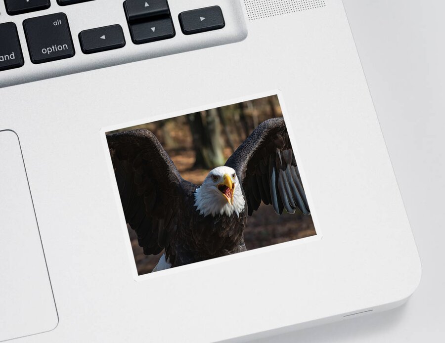 Bald Eagle Sticker featuring the photograph Bald eagle protecting its meal by Flees Photos